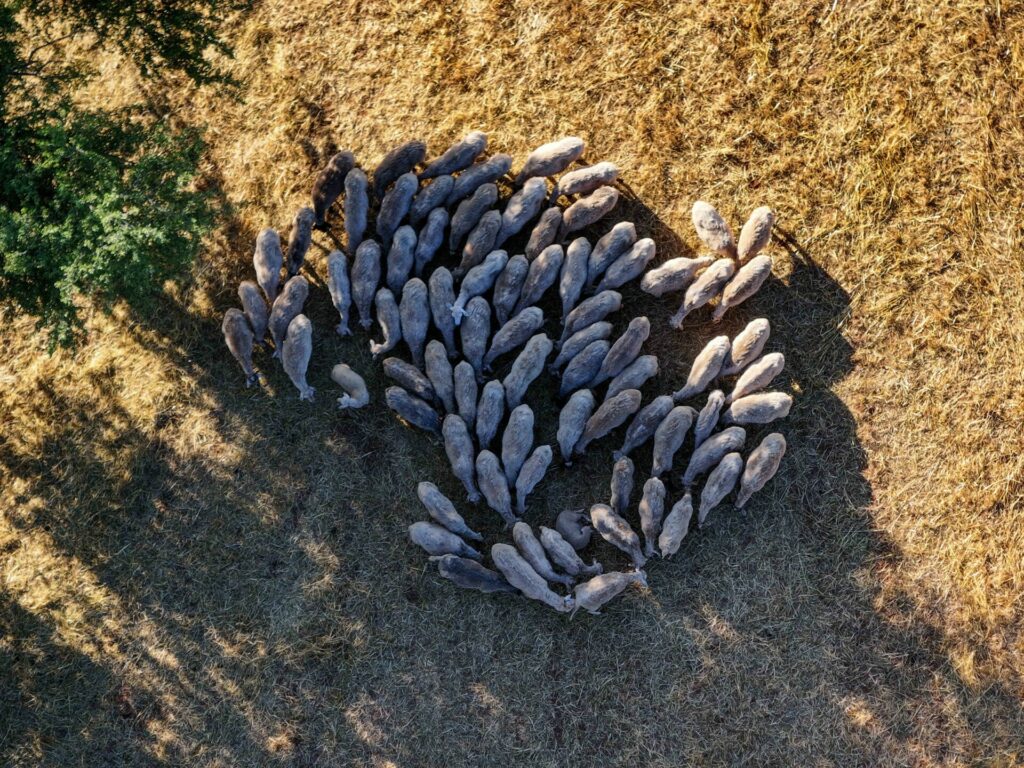 Το ΥΠΑΑΤ φέρνει τροπολογία στη Βουλή για ταχύτερες αποζημιώσεις κτηνοτρόφων