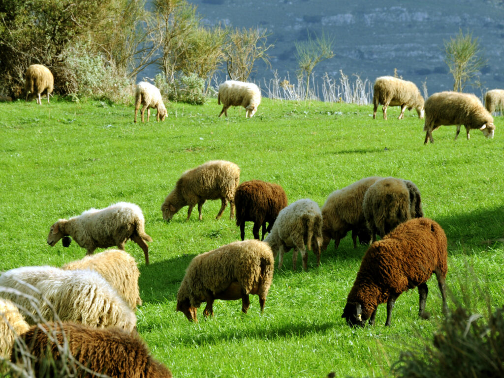 Ευλογιά των προβάτων: Νέες πληρωμές 12,2 εκατ. σε κτηνοτρόφους