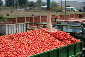 ΟΠΕΚΕΠΕ: 2,1 εκατ. για παραγωγούς μηδικής και βιομηχανικής τομάτας