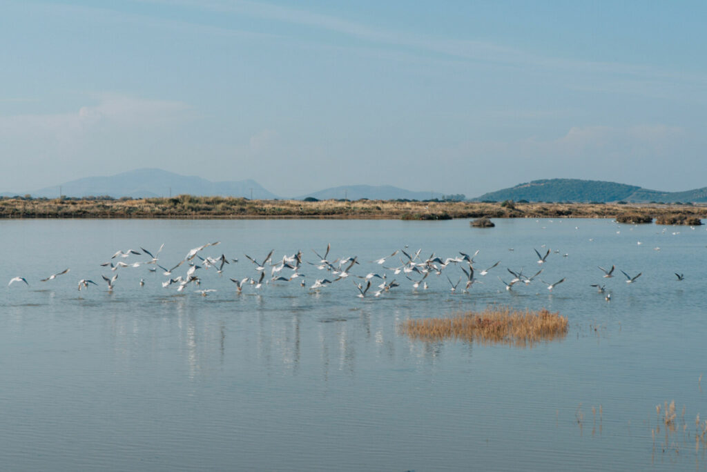Υπερταμείο: Εννέα υποψηφιότητες για την πώληση των Ελληνικών Αλυκών