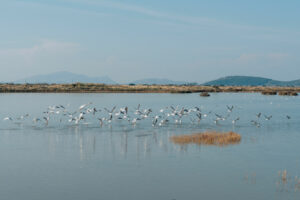 Υπερταμείο: Εννέα υποψηφιότητες για την πώληση των Ελληνικών Αλυκών
