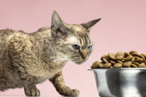 Στο μικροσκόπιο της Επιτροπής Ανταγωνισμού οι αγορές ζωοτροφών για κατοικίδια