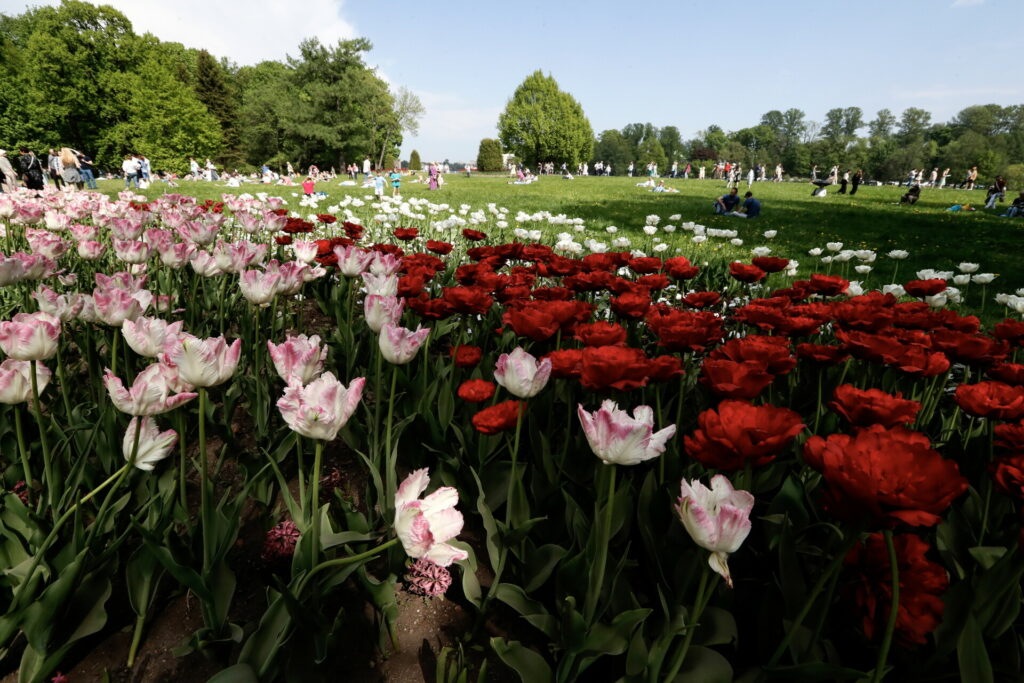 Γιατί το Bitcoin θυμίζει την αγροτική “φούσκα της τουλίπας” στην Ολλανδία