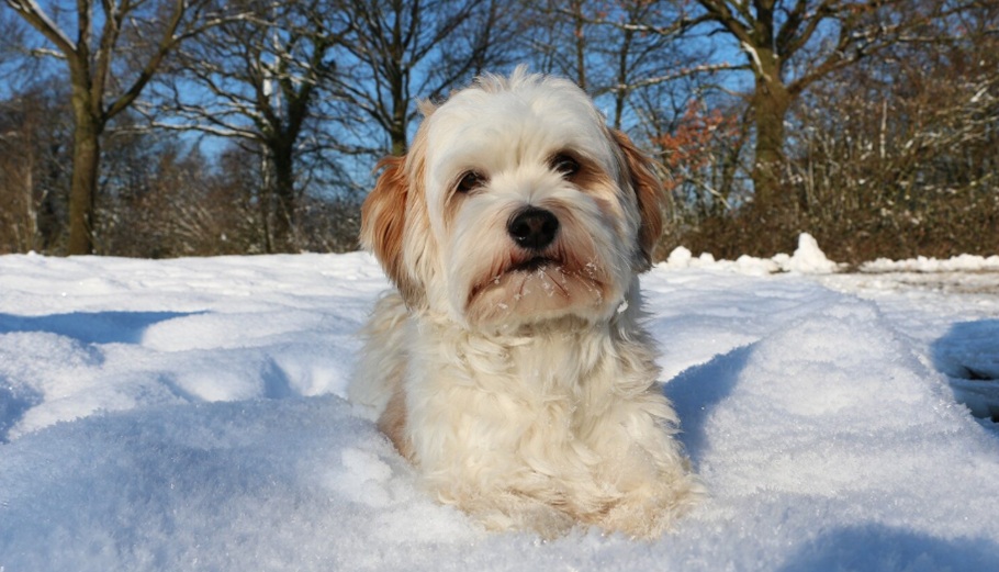 Καιρός: Πού θα χιονίσει τα Χριστούγεννα, η επίσημη πρόγνωση της ΕΜΥ