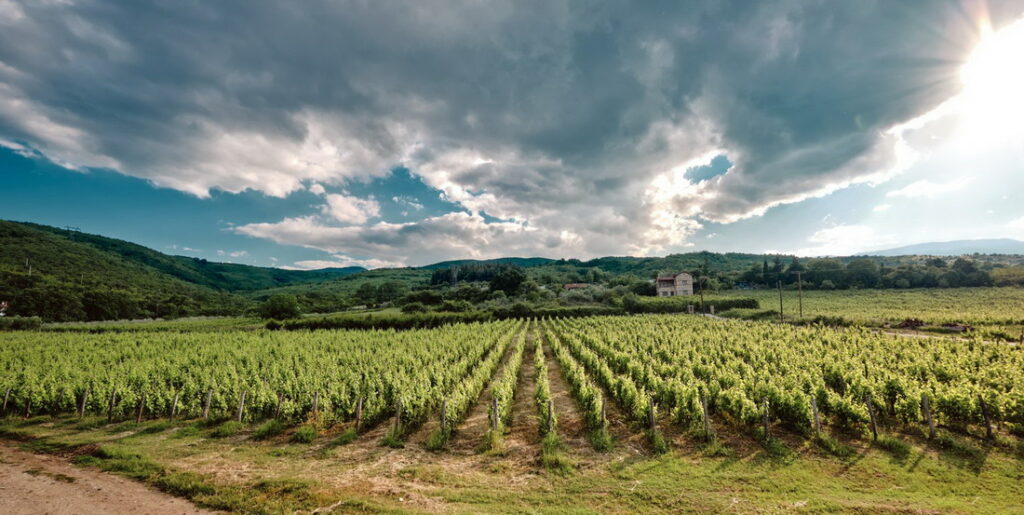 Ξινόμαυρο Νάουσας: Από την Καλιφόρνια, στο Παρίσι και σε celebrated 3 αστέρων εστιατόρια Michelin