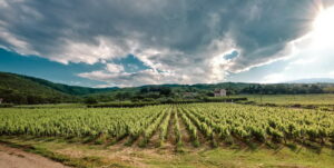 Ξινόμαυρο Νάουσας: Από την Καλιφόρνια στο Παρίσι και σε celebrated 3 αστέρων εστιατόρια Michelin