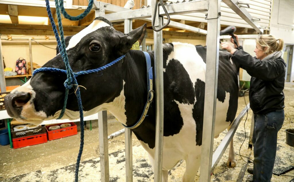 Συναγερμός στη Ευρώπη, πρώτη φορά αγελάδα μολύνθηκε με τον ιό της γρίπης των πτηνών