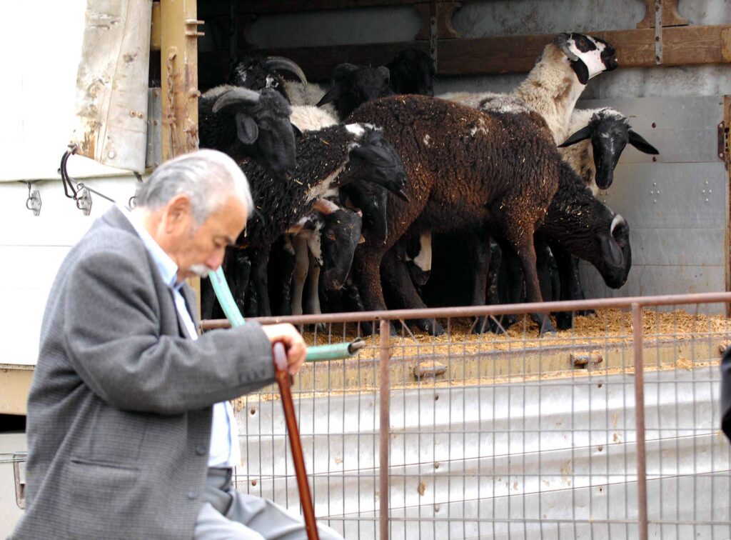 ΑΑΔΕ: Προθεσμία για την αναγνώριση ανωτέρας βίας κτηνοτρόφων που επλήγησαν από ζωονόσους