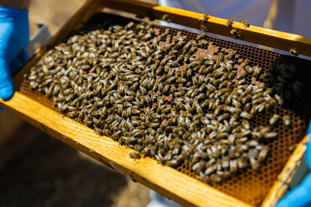 Η Dimand εγκαινιάζει την πρώτη αστική κυψέλη σε ταράτσα γραφείων στο κέντρο της Αθήνας