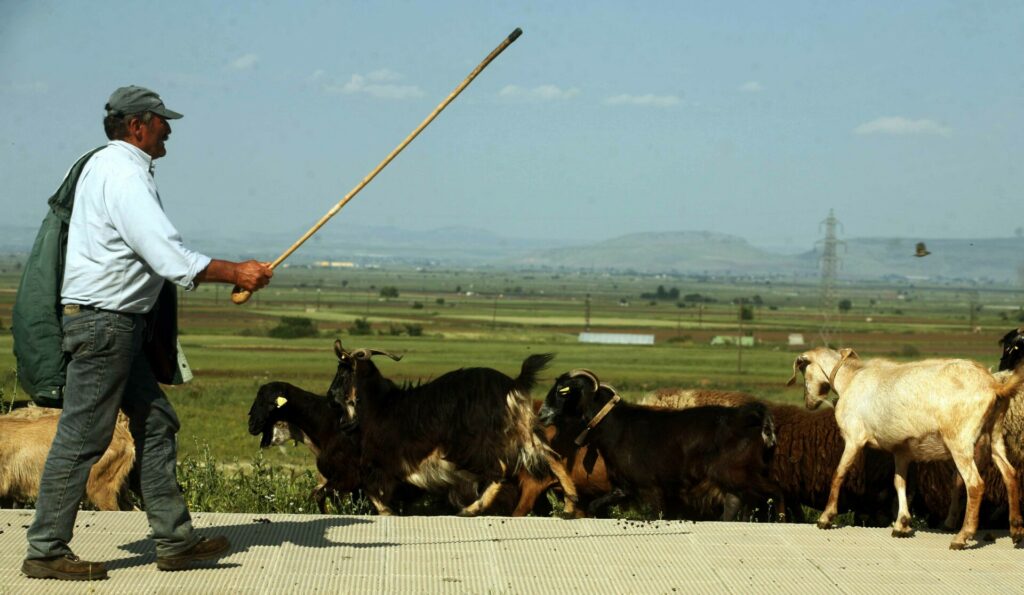ΟΠΕΚΕΠΕ: Πώς θα γίνουν οι πληρωμές του 2025 για τους κτηνοτρόφους
