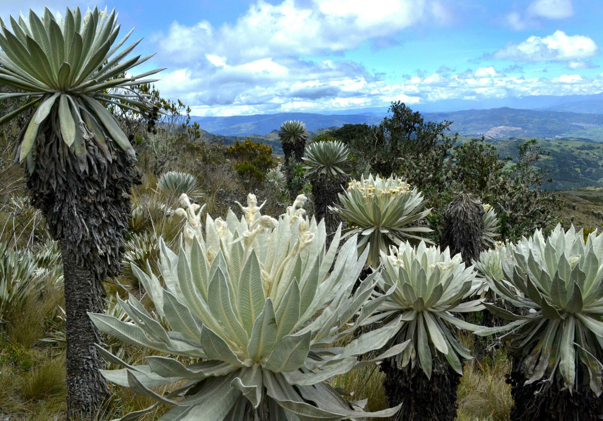 paramos οικοσυστημα
