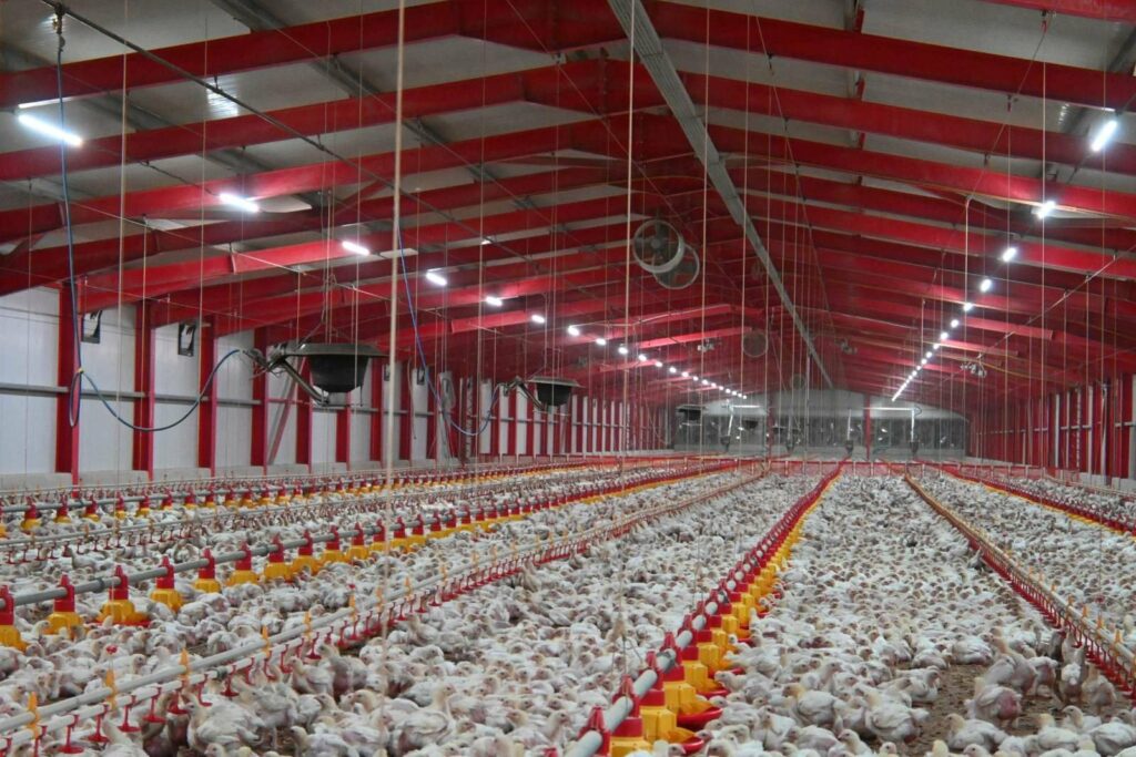 Πτηνοτροφική Μονάδα, ©«Κοτόπουλα Θεσσαλίας»