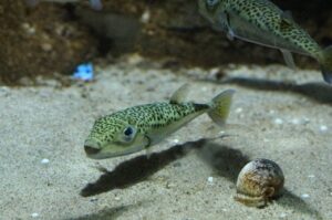 Πόσο απειλεί την ελληνική αλιεία η εισβολή του λαγοκέφαλου