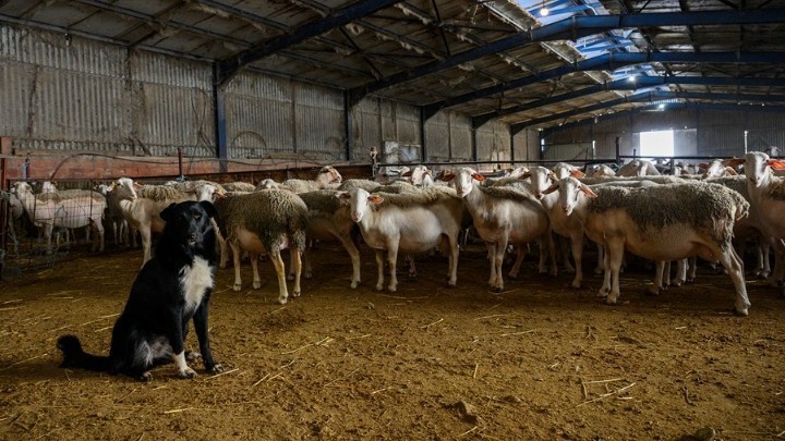 Αναστάτωση στη Λέσβο: Δεύτερο κρούσμα αφθώδους πυρετού σε κτηνοτροφική μονάδα της Πελόπης