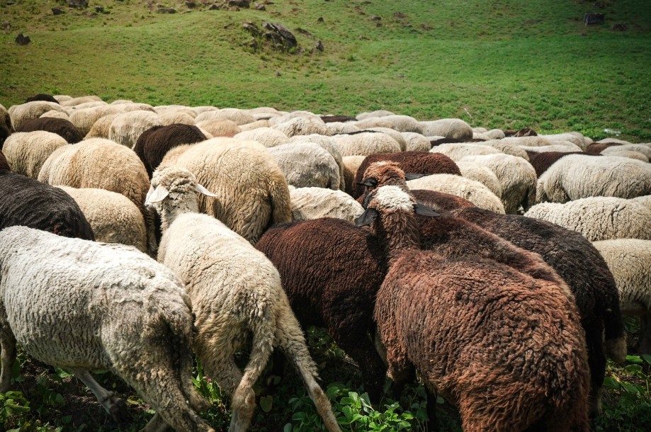 Με test σάλιου οι σφαγές προβάτων για το Πάσχα