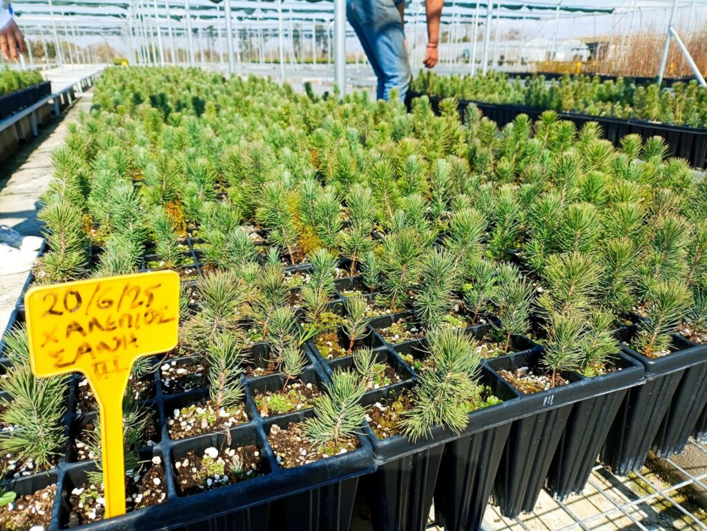 Δενδροφύτευση στη Σάνη Χαλκιδικής © Sani/Ikos 