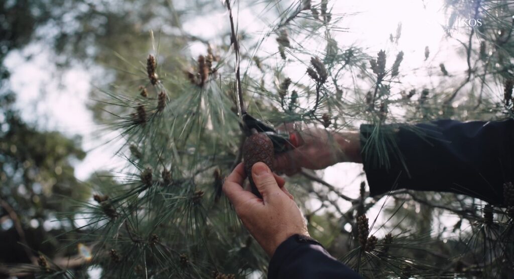 Δενδροφύτευση στη Σάνη Χαλκιδικής © Sani/Ikos 