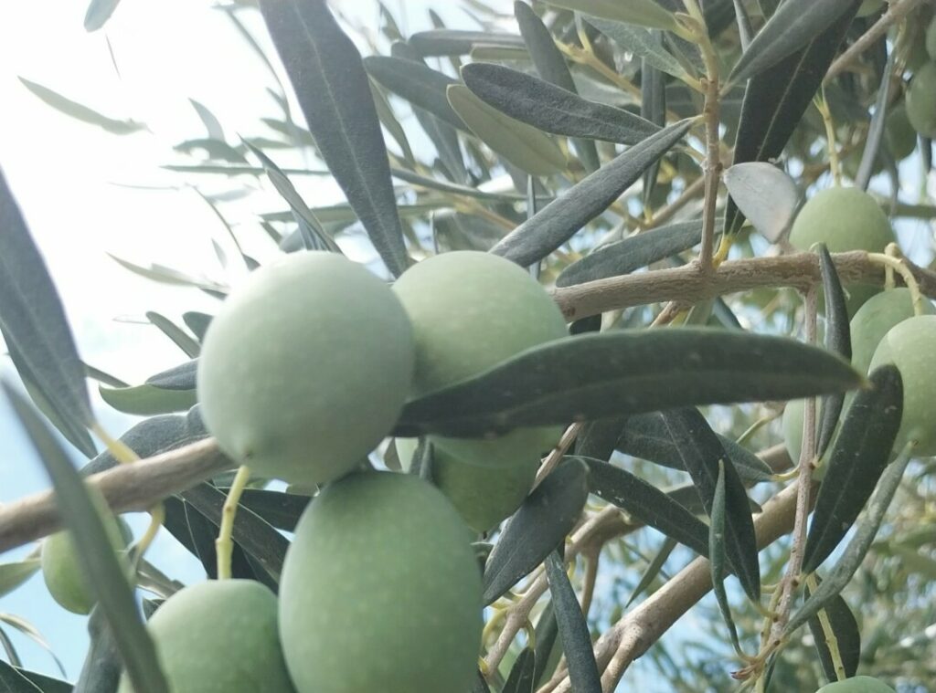 Αγουρέλαιο Χαλκιδικής: Πώς η «Χονδρολιά» και η «Γαλανή Μεταγγιτσίου» μπορούν να παράξουν υψηλής ποιότητας λάδι