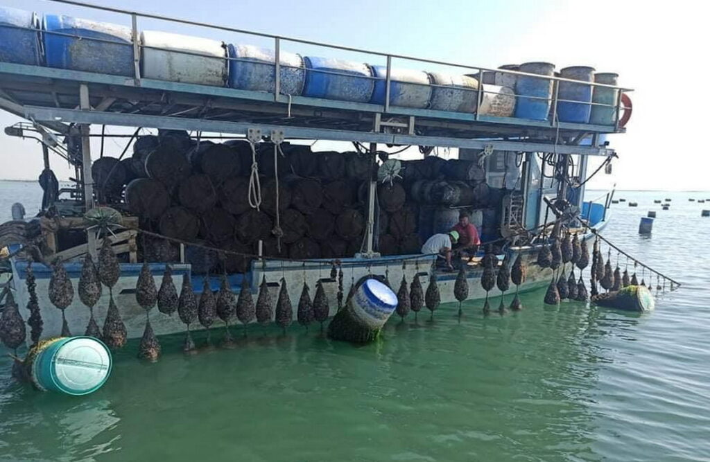 Θερμαϊκός: Oργιάζει η παράνομη μυδοκαλλιέργεια – Πενταπλάσιες των νόμιμων, οι παράνομες εκτάσεις  στη Χαλάστρα