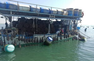 Θερμαϊκός: Oργιάζει η παράνομη μυδοκαλλιέργεια – Πενταπλάσιες των νόμιμων οι παράνομες εκτάσεις στη Χαλάστρα