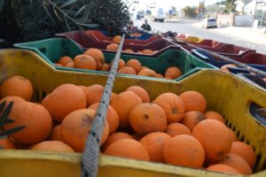 Γραμματικός: Μακριά τα πλοκάμια της παραοικονομίας στη διακίνηση φρέσκων φρούτων και κηπευτικών