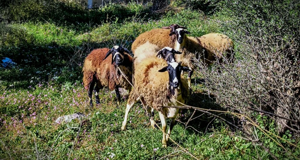 Πώς 40 πρόβατα έφεραν μια μικρή επανάσταση σε ό,τι ξέρουμε για τα φωτοβολταϊκά