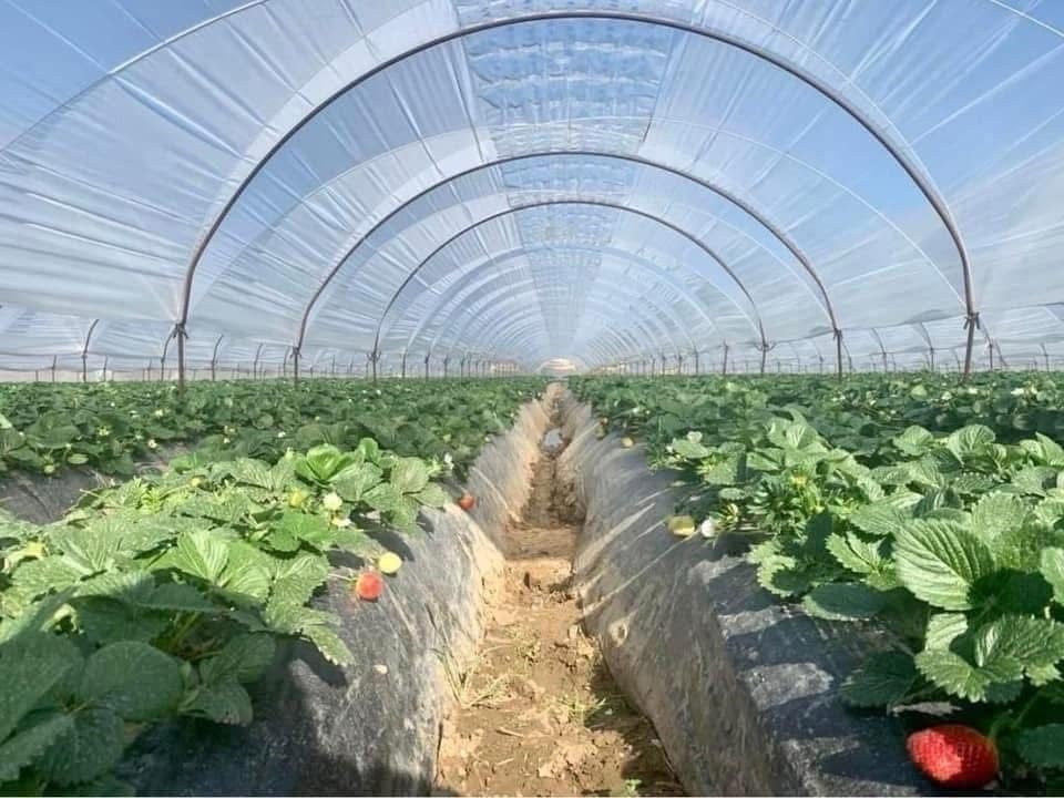 Φιλμ θερμοκηπίων © Daios Plastics