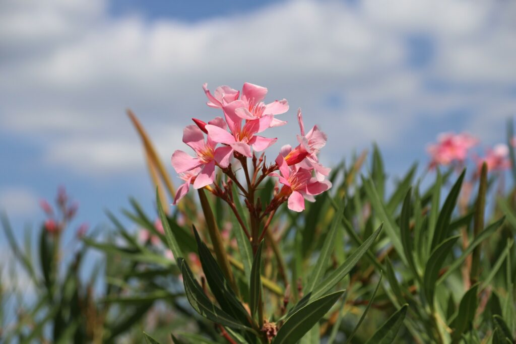 Πικροδάφνη: Τοξικοί κίνδυνοι για τα παιδιά
