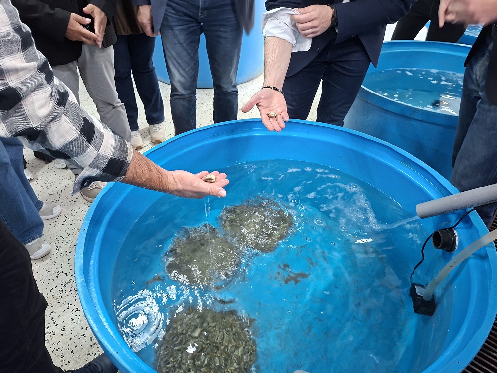 Τα μύδια που επιβιώνουν της κλιματικής αλλαγής “γεννιούνται” στη Θέρμη Θεσσαλονίκης