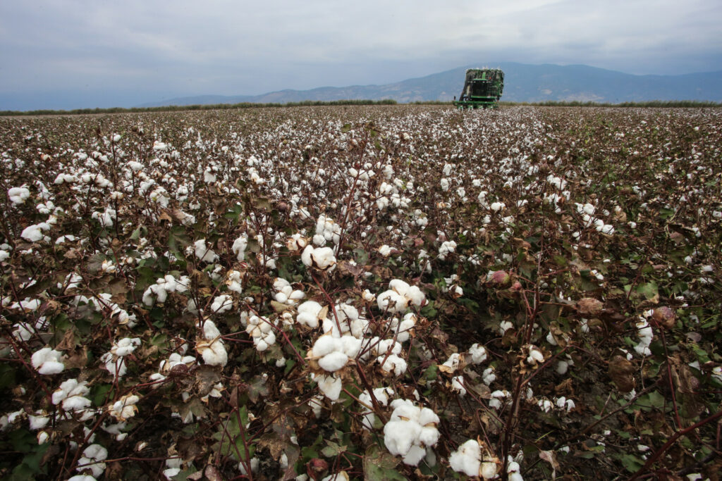 Βαμβάκι: Στην Ελλάδα το 80% της ευρωπαϊκής παραγωγής
